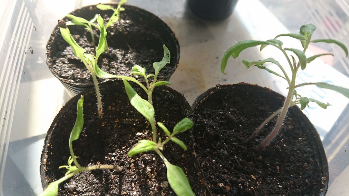 葉挿し苗❤️デザートハーモニー❤️2 葉挿し苗❤️デザートハーモニー❤️2 デザートハーモニー改め