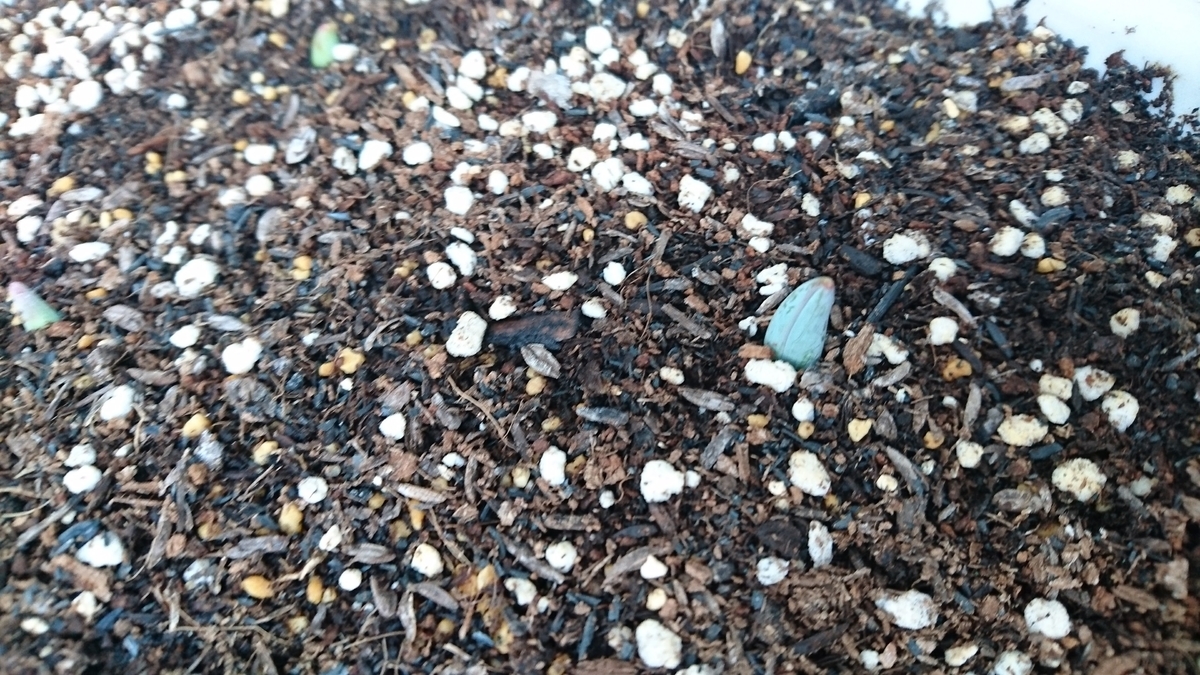 芽が出た 八重咲きのチューリップ Plant02