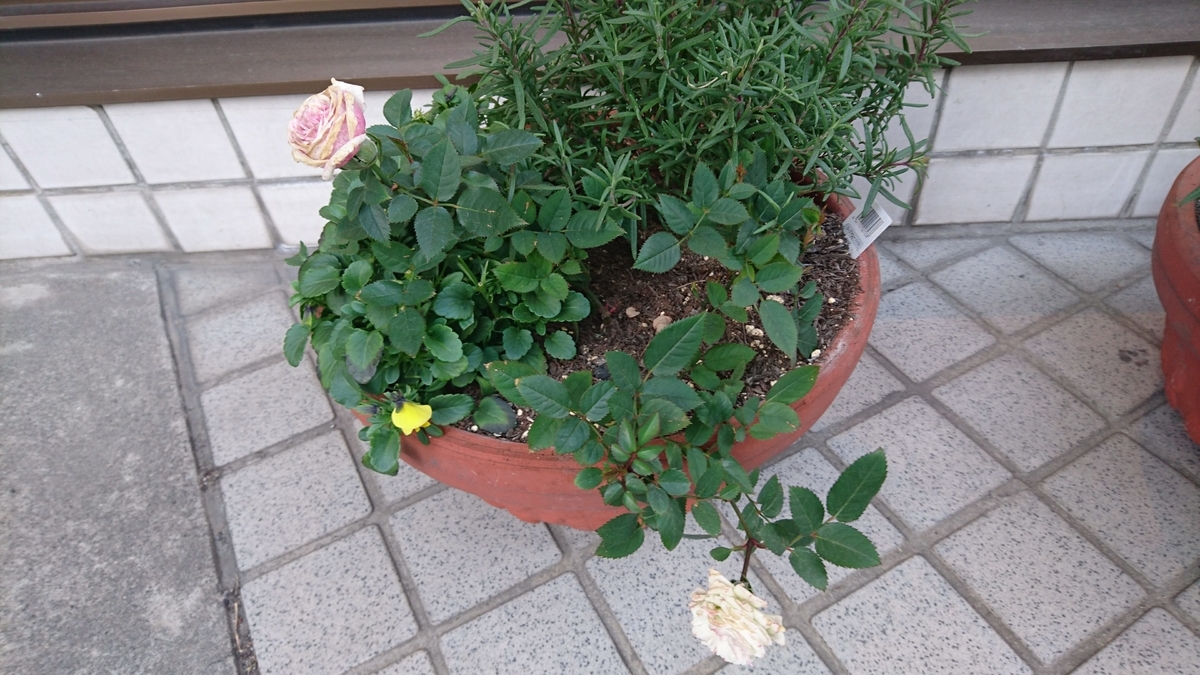 f:id:mariko0202:20200516013629j:plain f:id:mariko0202:20200516013629j:plain