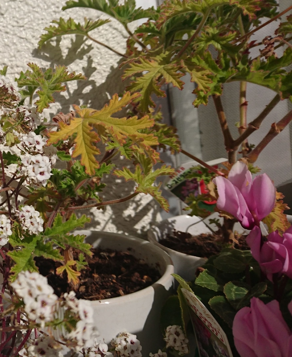 アリッサムとローズゼラニウムとガーデンシクラメン Plant02 アリッサムとローズゼラニウムとガーデンシクラメン Plant02