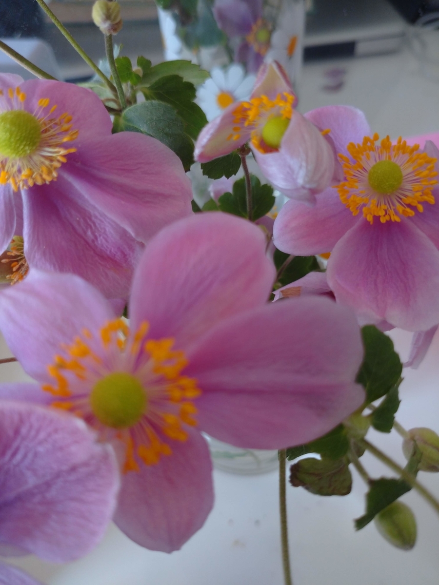 秋明菊の蕾 Plant02