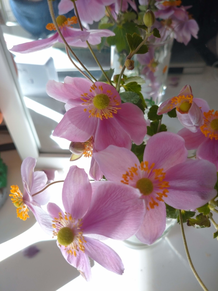 秋明菊の蕾 Plant02