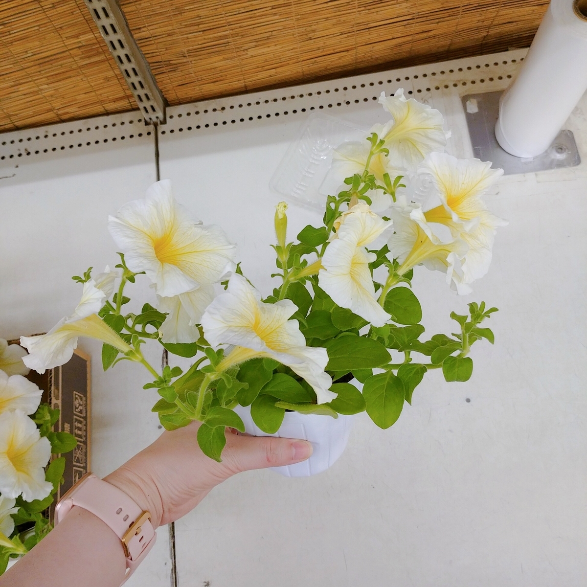 ペチュニア強剪定その後 Plant02