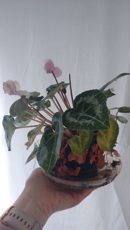 種の作り方ととり方 30個も種を採取 Plant02