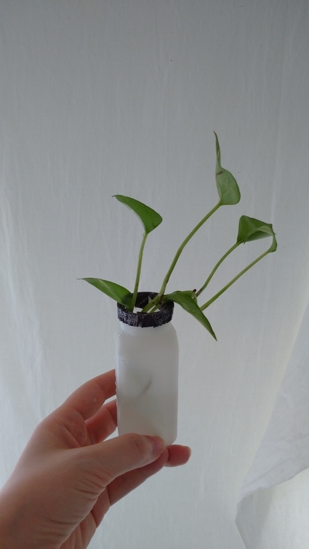 ポトスの水耕栽培 Plant02