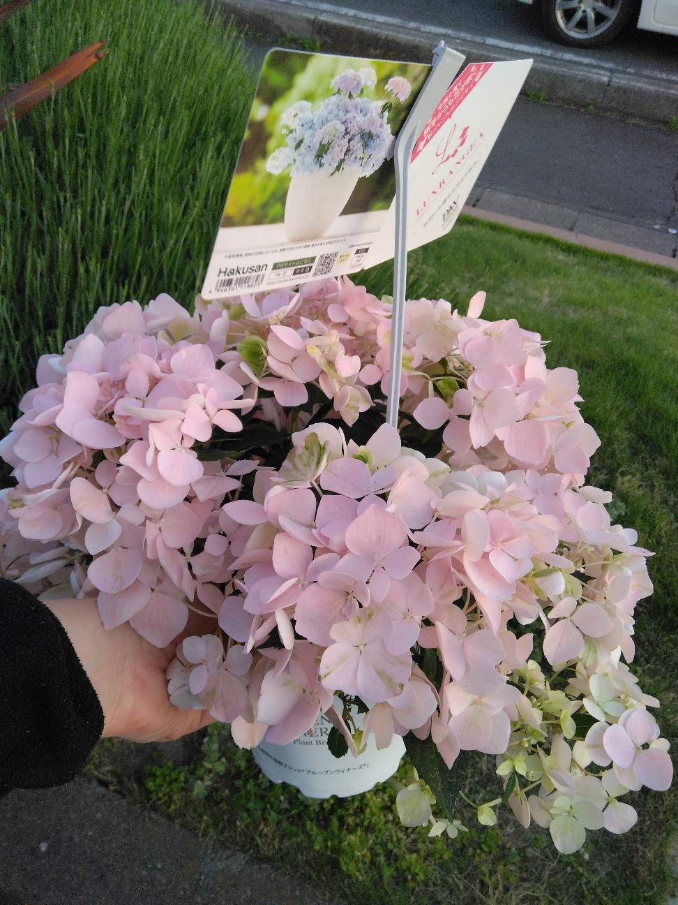 f:id:mariko0202:20260701161400j:image f:id:mariko0202:20260701161400j:image