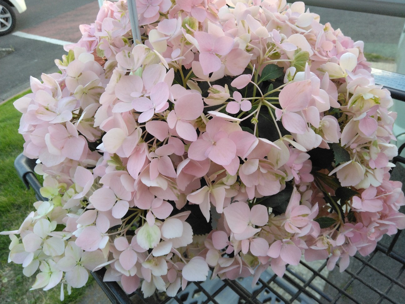 f:id:mariko0202:20260701161401j:image f:id:mariko0202:20260701161401j:image