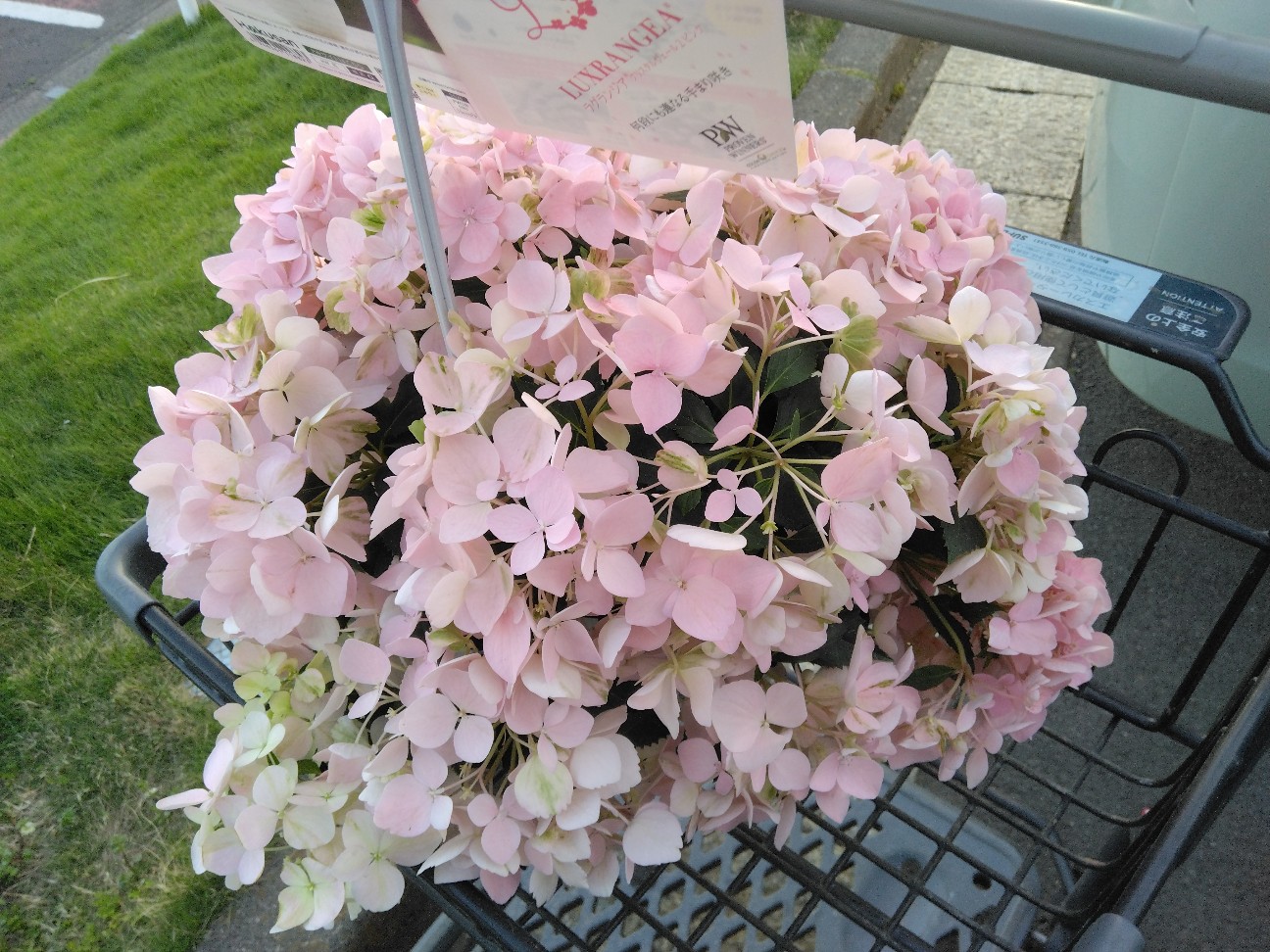 f:id:mariko0202:20260701161405j:image f:id:mariko0202:20260701161405j:image