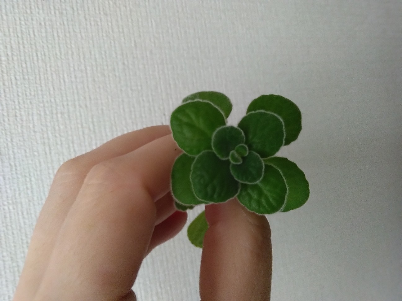 f:id:mariko0202:20260701163441j:image f:id:mariko0202:20260701163441j:image