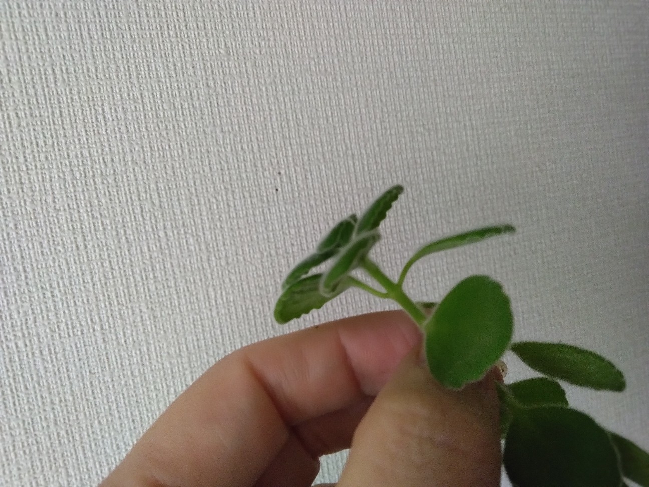 f:id:mariko0202:20260701163616j:image f:id:mariko0202:20260701163616j:image