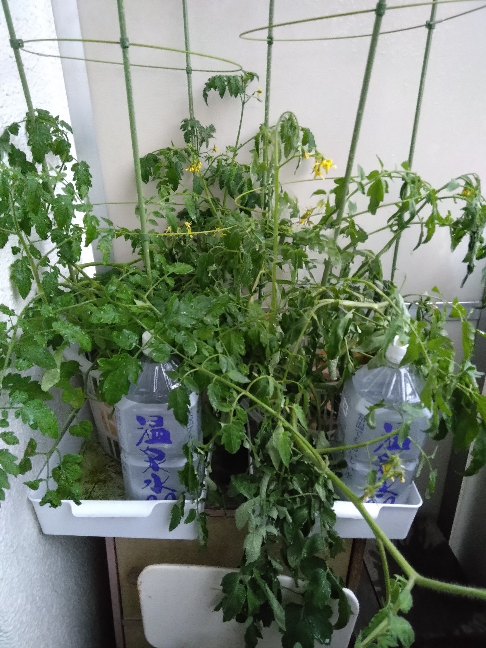 f:id:mariko0202:20260720160638j:image