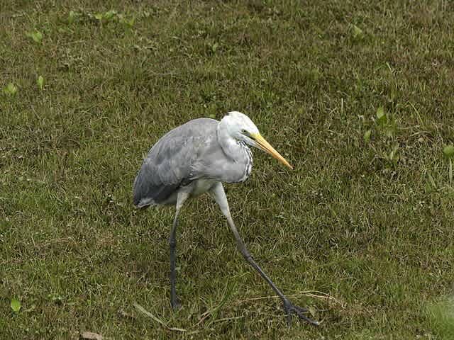 少し変わったアオサギ？とダイサギ、アオサギ、ゴイサギ - ケチャップ姉さん探鳥記 5
