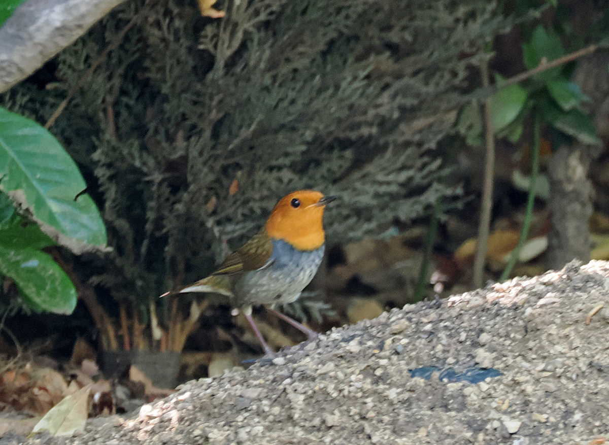 大阪城公園の野鳥 10/23 - ケチャップ姉さん探鳥記 5