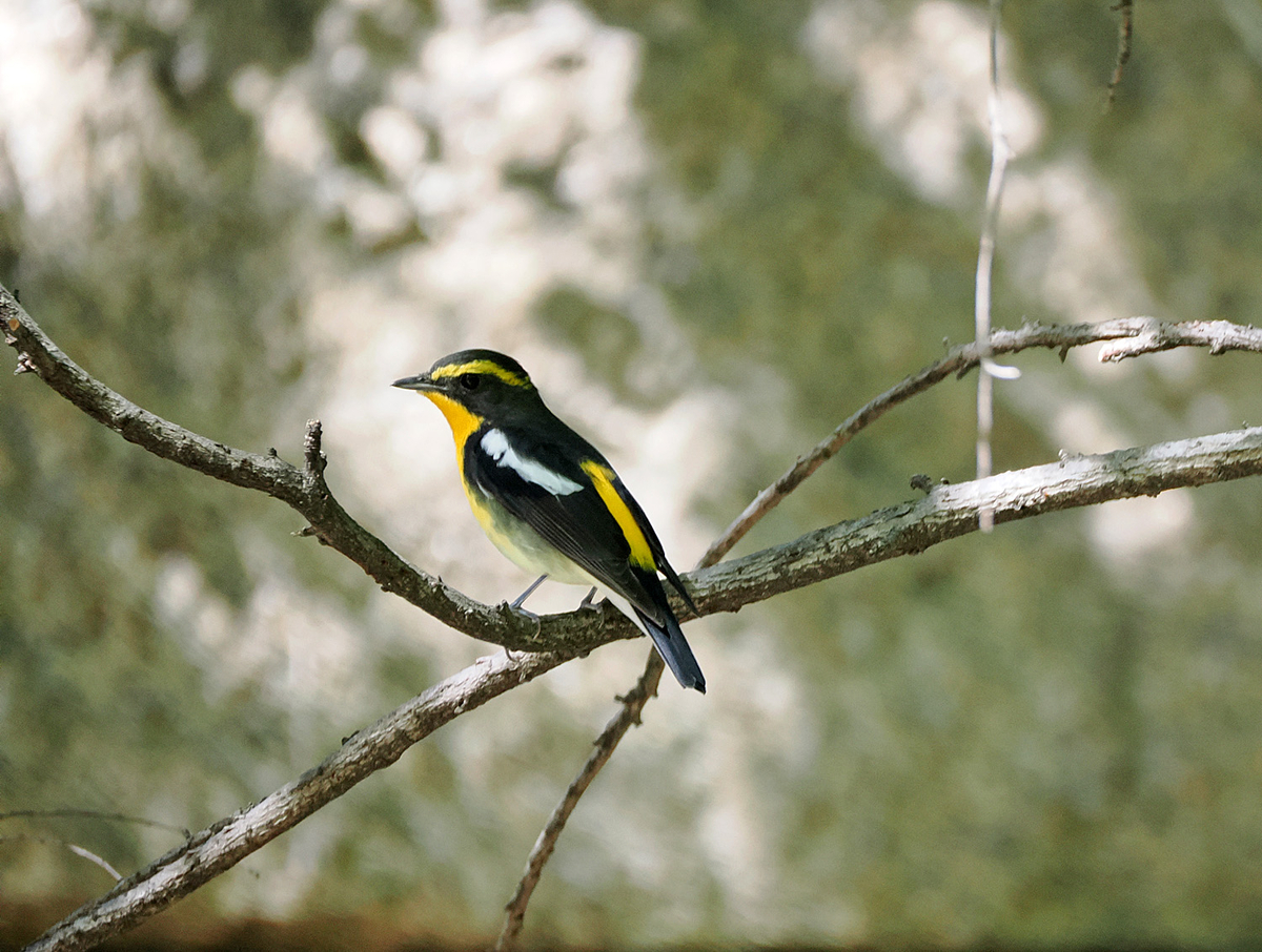 大阪 城 野鳥 ケチャップ