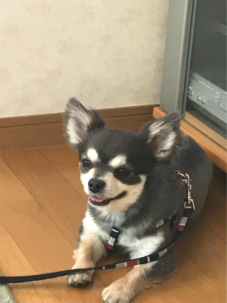 f:id:marimari-forte0129:20190408233308j:image f:id:marimari-forte0129:20190408233308j:image
