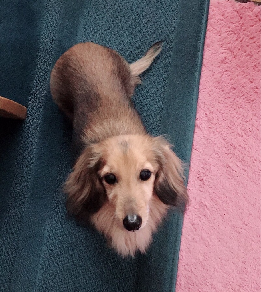 f:id:marimari-forte0129:20190408233319j:image f:id:marimari-forte0129:20190408233319j:image