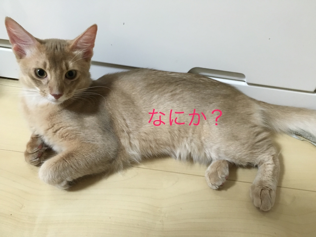 f:id:marimaritan:20161030140804j:plain f:id:marimaritan:20161030140804j:plain
