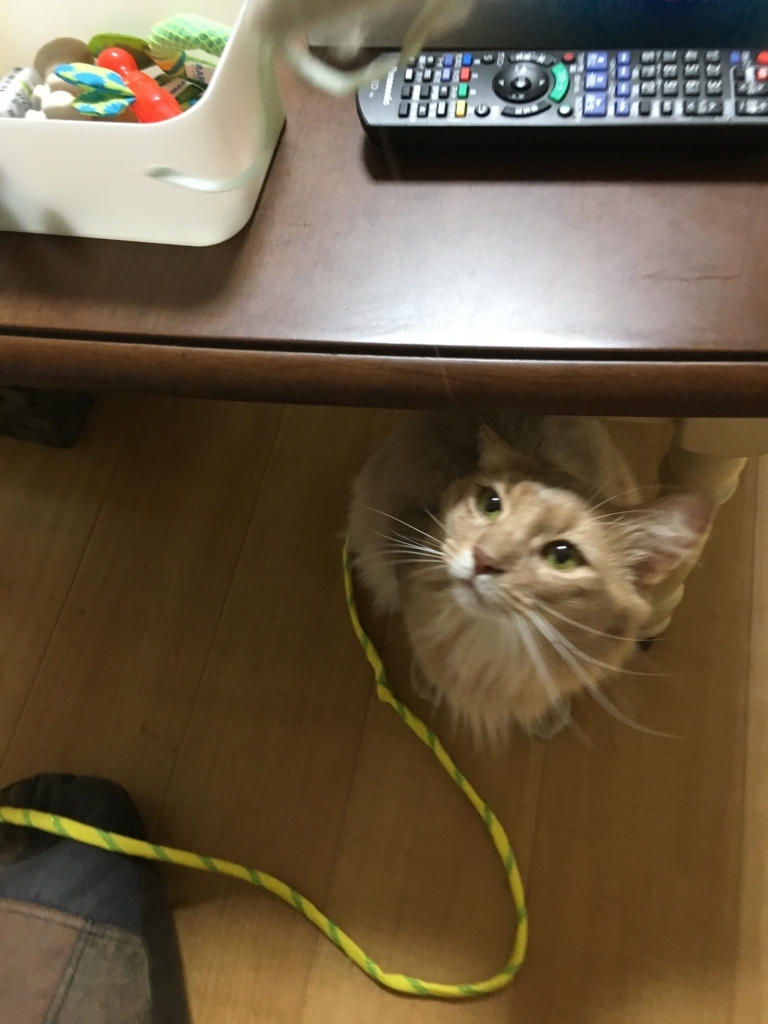 シクロスポリン② - ソマリ〜ず ブラザーず