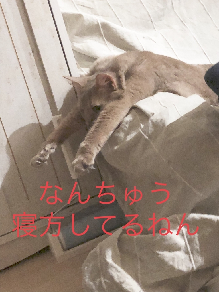 f:id:marimaritan:20181117000352j:plain