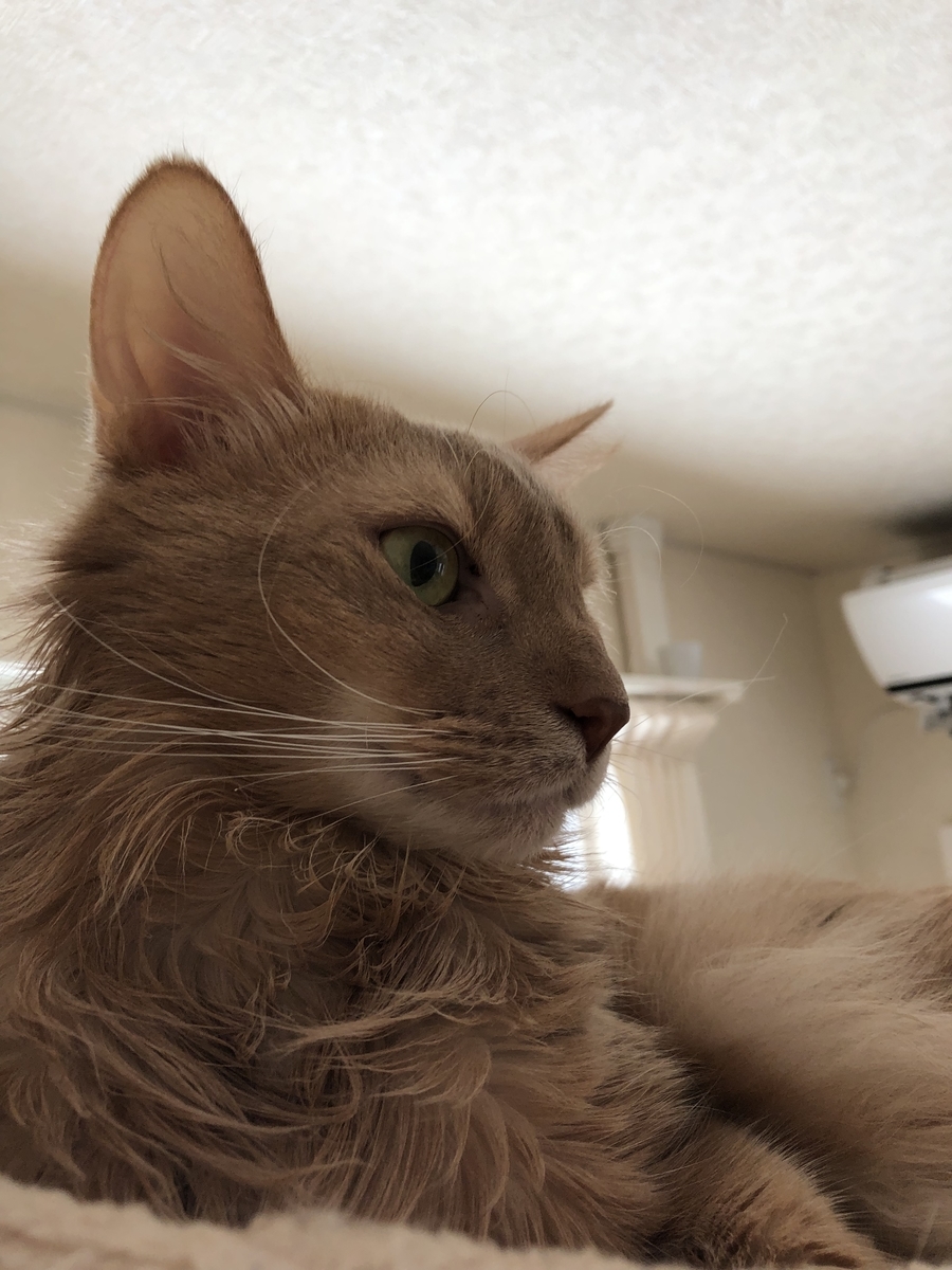 f:id:marimaritan:20200211193636j:plain