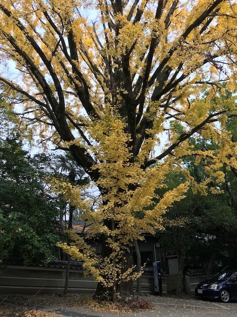 f:id:marimatsuno:20181127152241j:plain f:id:marimatsuno:20181127152241j:plain