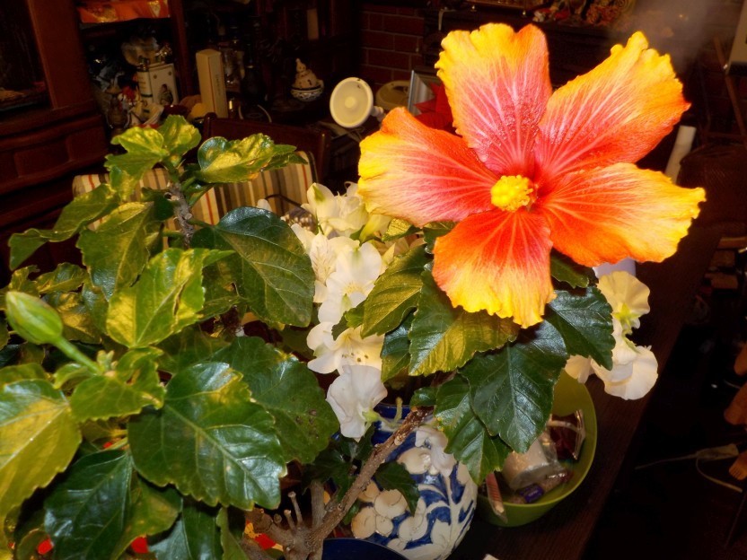 f:id:marimatsuno:20190211140203j:plain f:id:marimatsuno:20190211140203j:plain