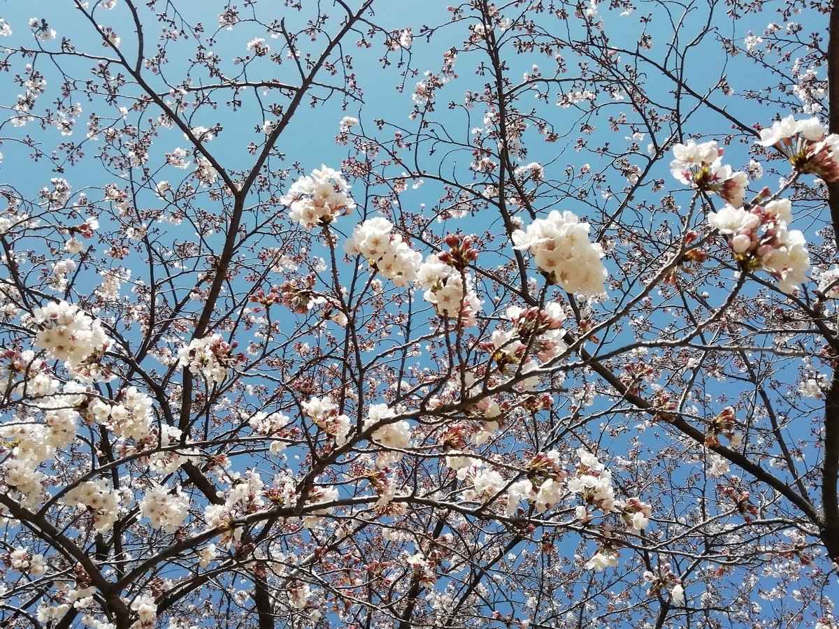f:id:marin_dolfin:20190403124021j:plain