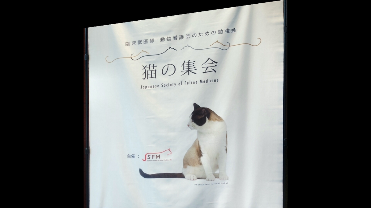 猫の集会行ってきました！ - マリナママのごきげんライフ