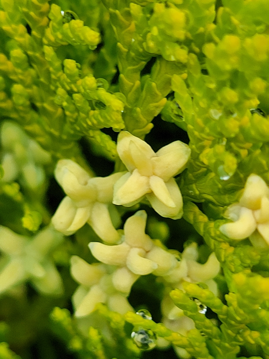 咲いてた Marine11の日記