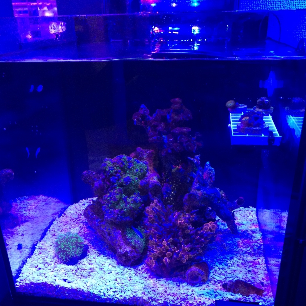 f:id:marine_aqua:20160612164716j:plain