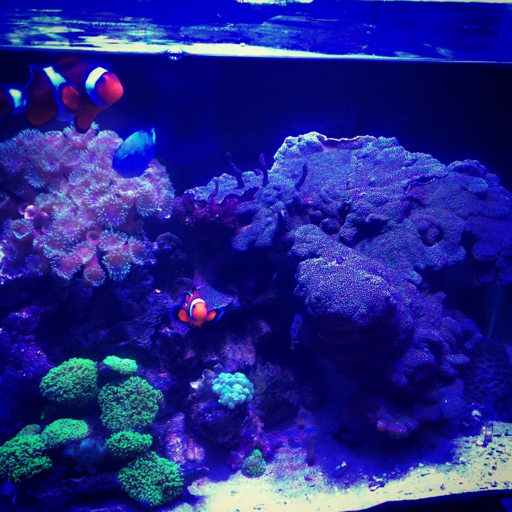 f:id:marine_aqua:20160709162641j:plain