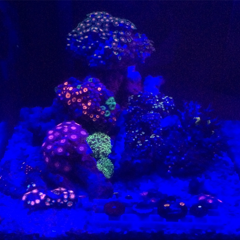 f:id:marine_aqua:20160911211030j:plain