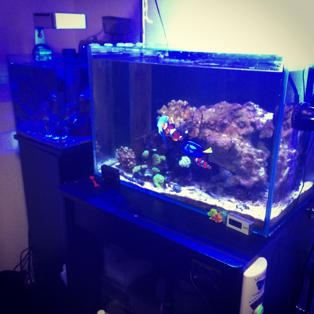 f:id:marine_aqua:20161106193843j:plain