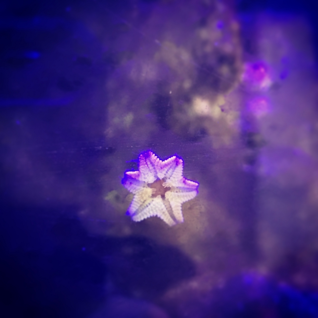 f:id:marine_aqua:20161213224010j:plain