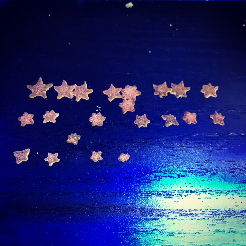 f:id:marine_aqua:20161224201416j:plain