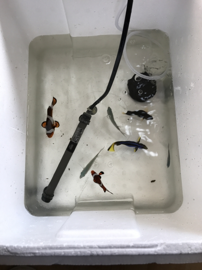 f:id:marine_aqua:20170122151038j:plain