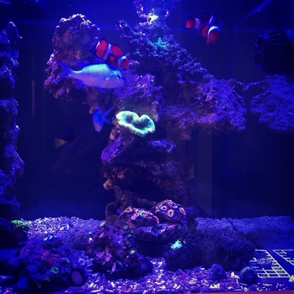 f:id:marine_aqua:20170219212514j:plain