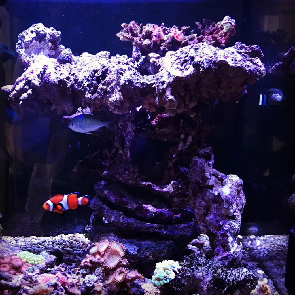 f:id:marine_aqua:20170610170358j:plain