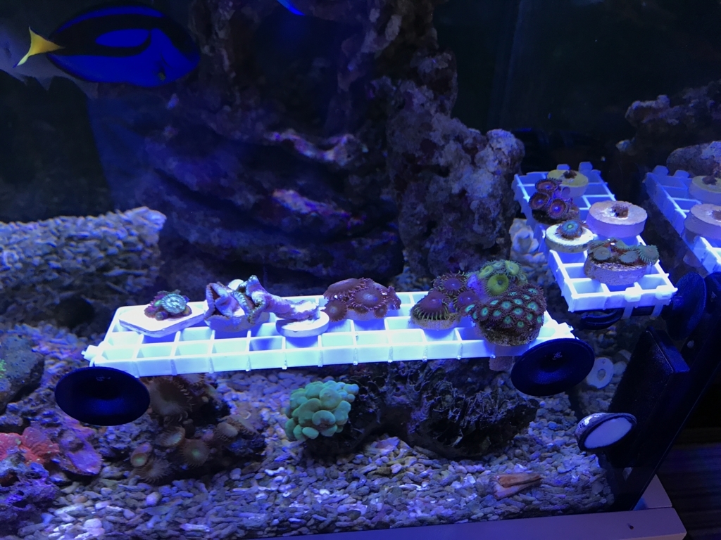 f:id:marine_aqua:20170611202135j:plain