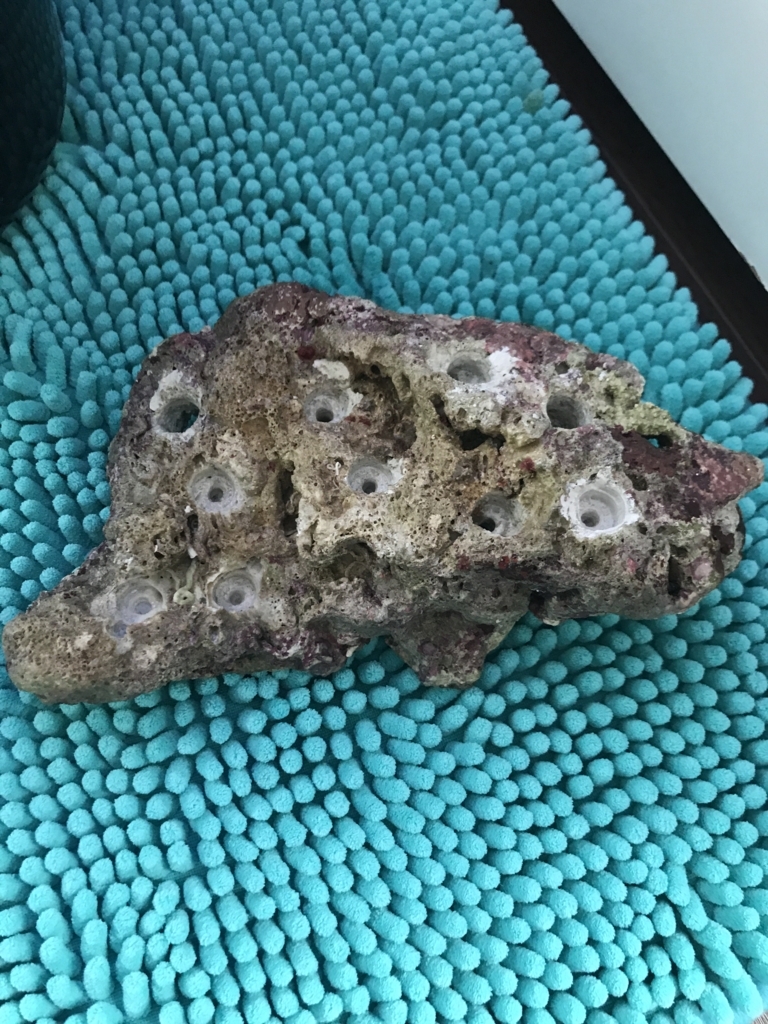 f:id:marine_aqua:20170618144528j:plain