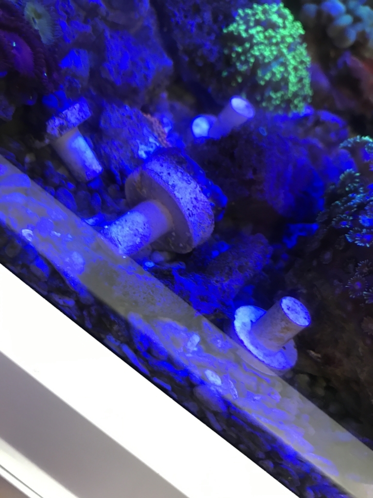 f:id:marine_aqua:20170706221253j:plain