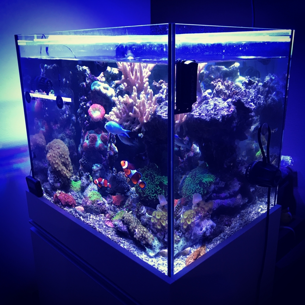 f:id:marine_aqua:20171008191557j:plain