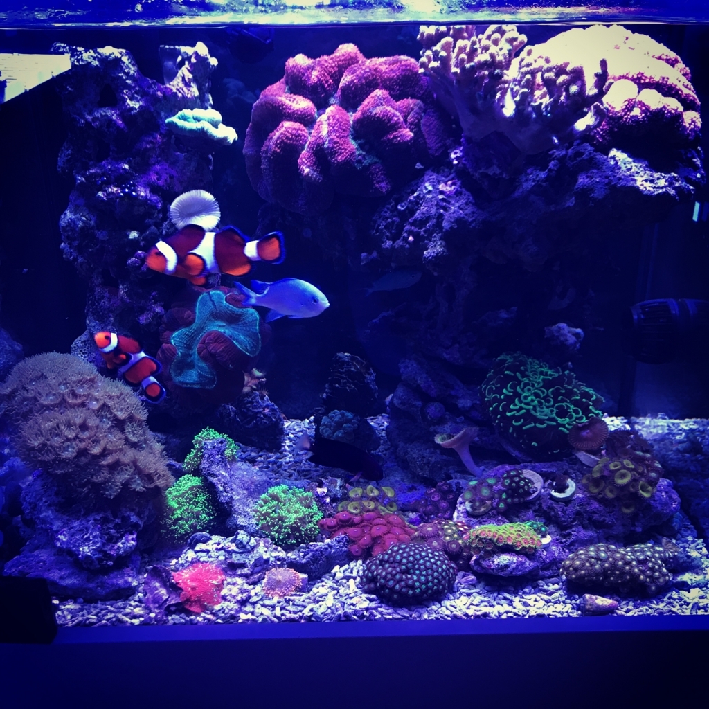 海水水槽初心者日記 海水水槽初心者日記