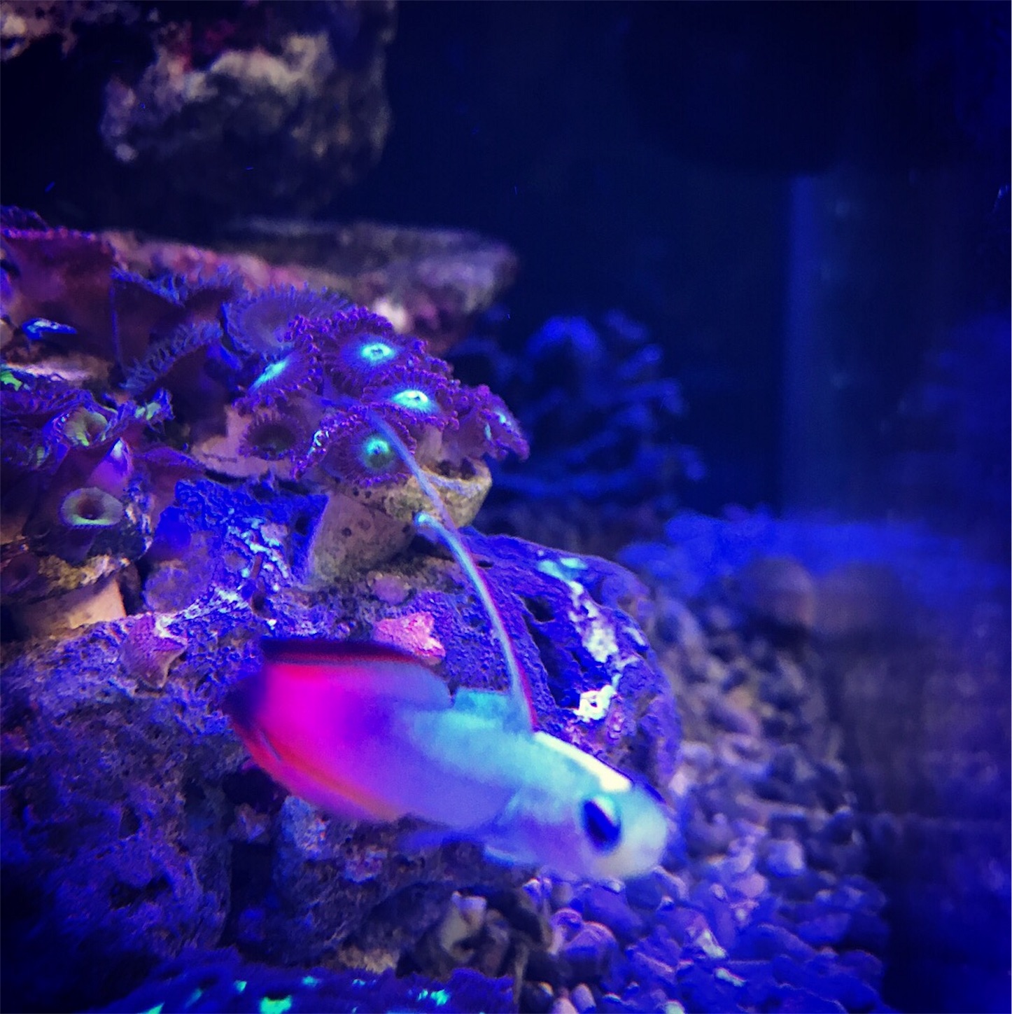 f:id:marine_aqua:20171218201235j:image