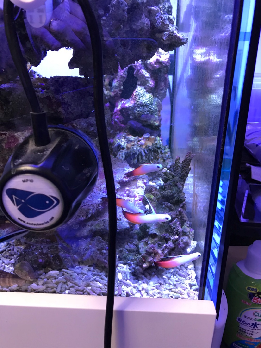 f:id:marine_aqua:20171218201504j:image