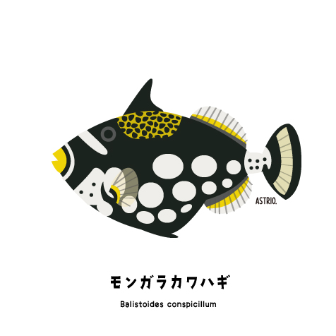 水玉模様が特徴のモンガラカワハギさん Marine Life Log