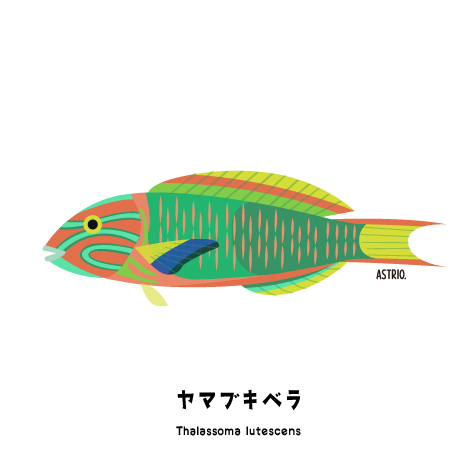 山吹色じゃないのに ヤマブキベラさん Marine Life Log