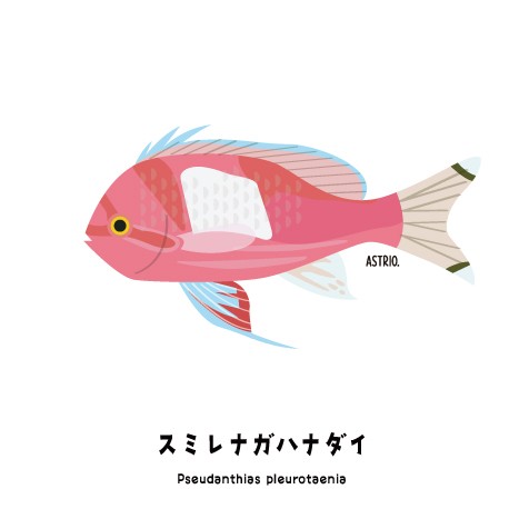 あだ名はサロンパス スミレナガハナダイさん Marine Life Log