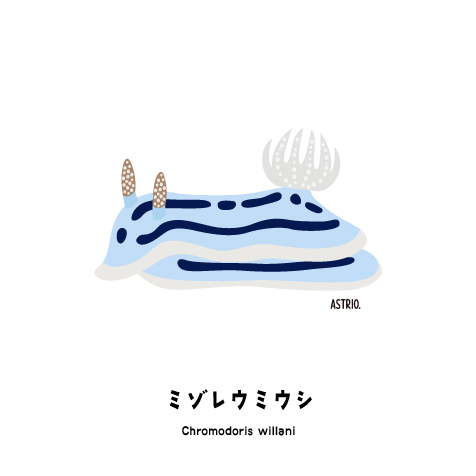 触角と鰓がみぞれ模様 ミゾレウミウシさん Marine Life Log