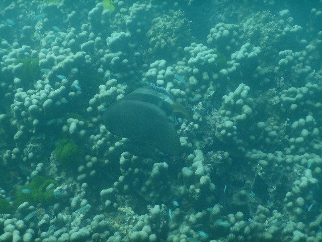 f:id:marinelifelog:20200402160218j:plain f:id:marinelifelog:20200402160218j:plain